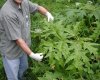 110719-WeedPhoto-hmed-1140a.fit-760w.jpg