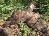 Buzzard.jpg