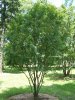 Sorbus_hupehensis_Morton_22-97-1.jpg