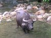220px-Carabao.jpg