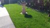 lawn.jpg