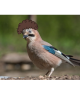 Copy of Copy of Untitled-7.png