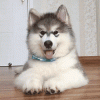 5.gif