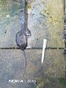 basil the rat.jpg