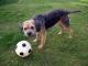 BorderTerrier