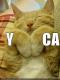 kanecat