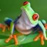Tyke The Tree-Frog
